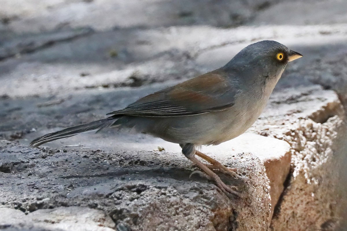 Yellow-eyed Junco - ML637204081