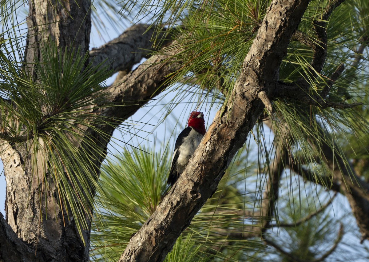 Red-headed Woodpecker - ML637204120