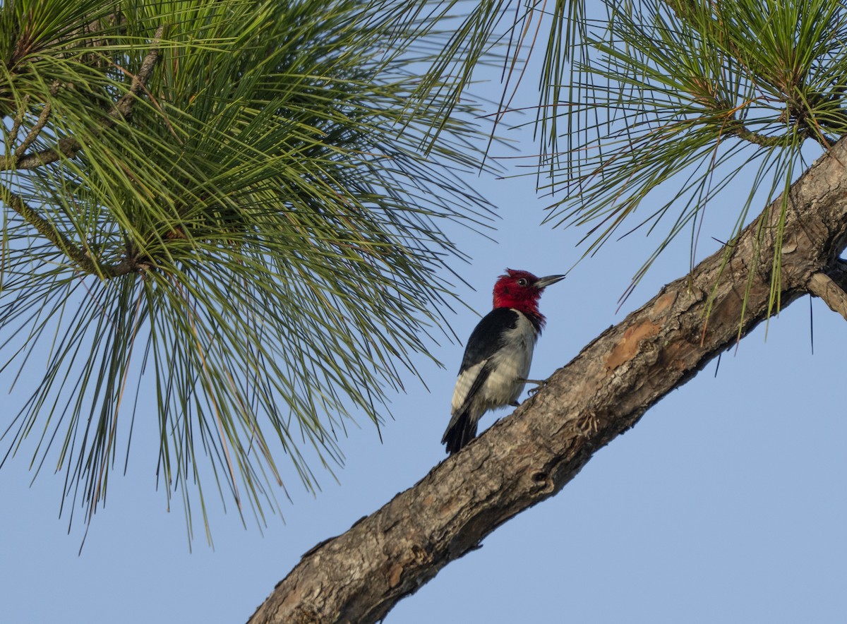 Red-headed Woodpecker - ML637204122