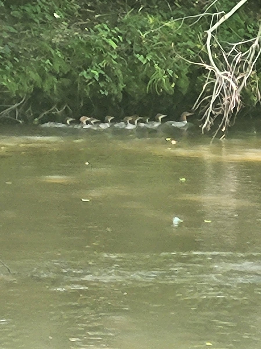 Хумхин бохио - ML637204168