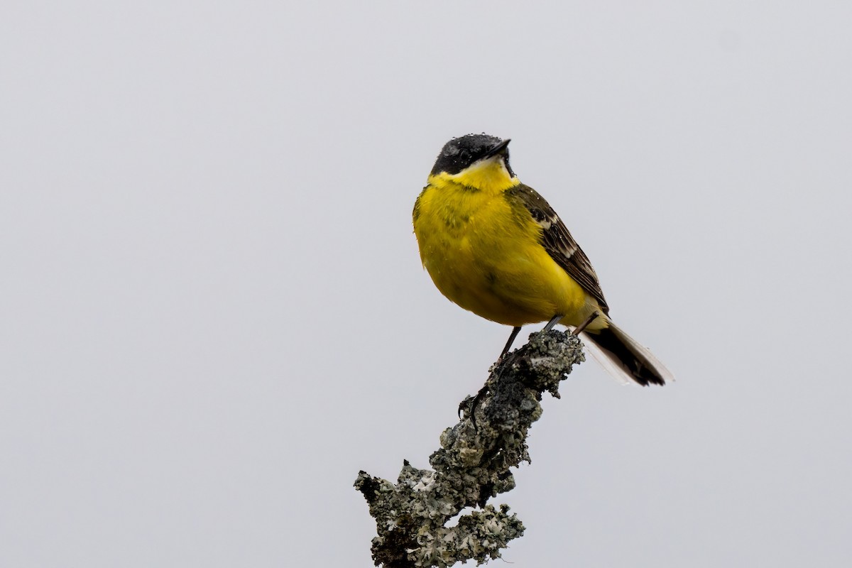 Western Yellow Wagtail (thunbergi) - ML637204180
