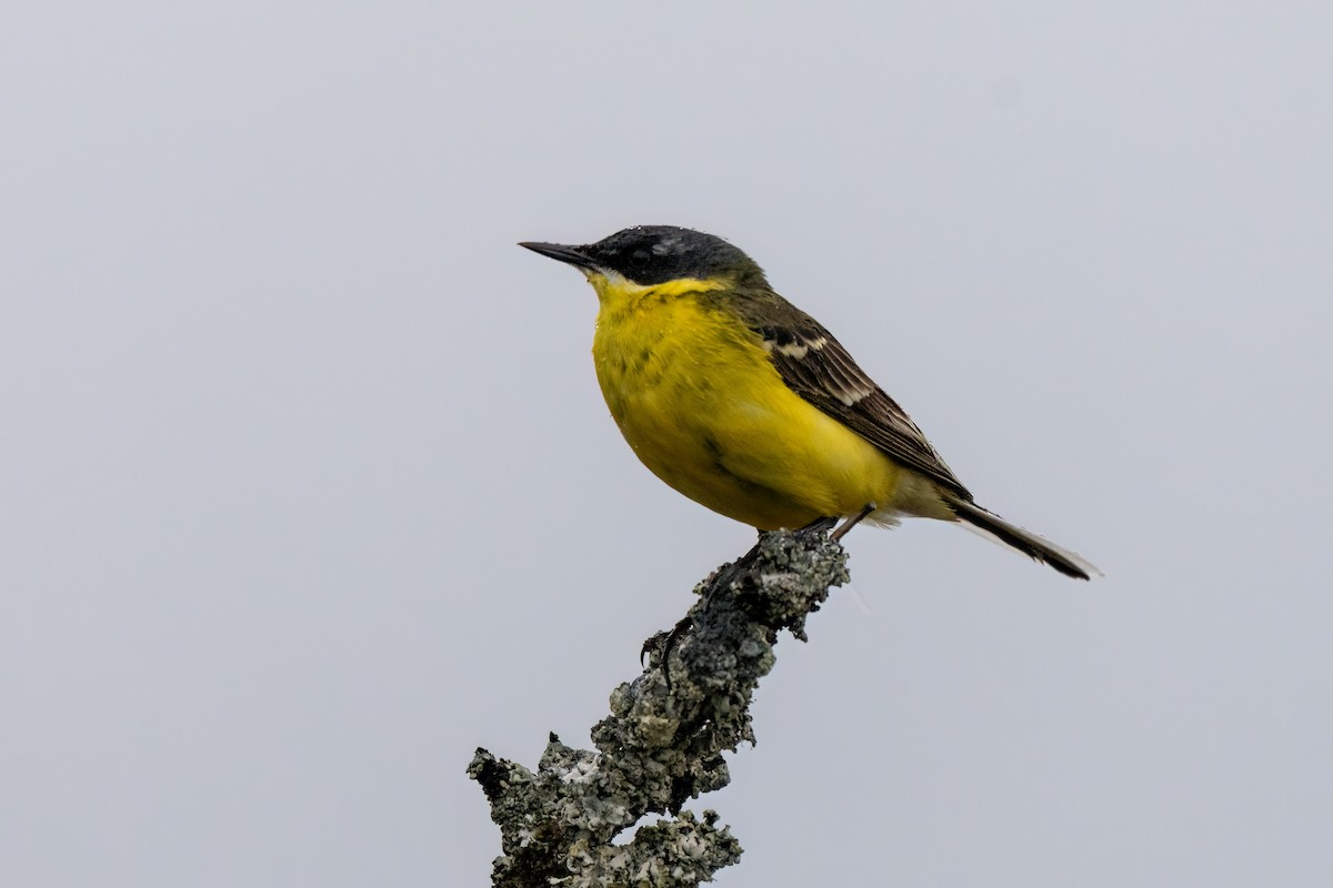 Western Yellow Wagtail (thunbergi) - ML637204181