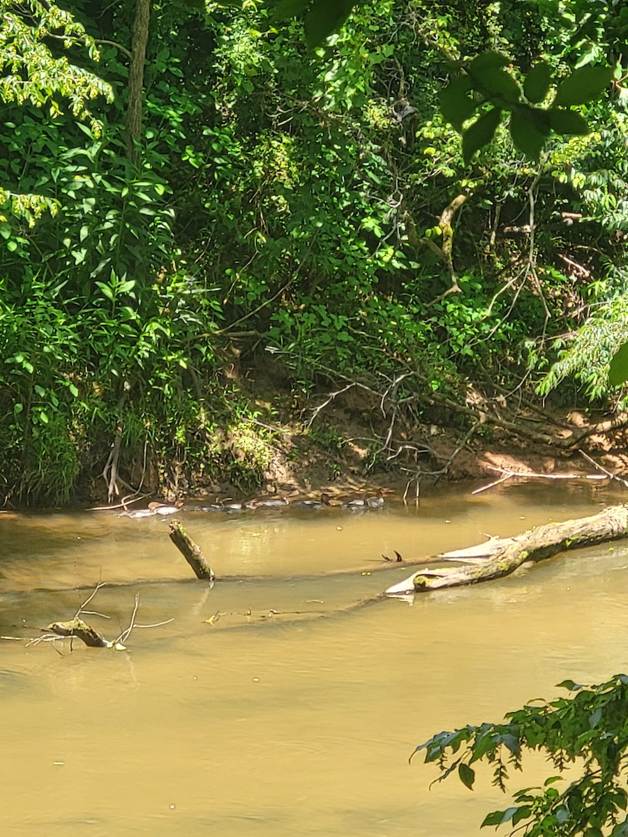 Хумхин бохио - ML637204186