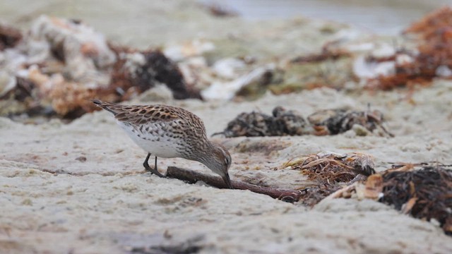 White-rumped Sandpiper - ML637204196