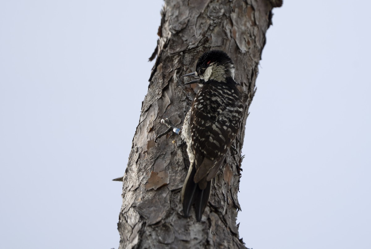 Red-cockaded Woodpecker - ML637204213