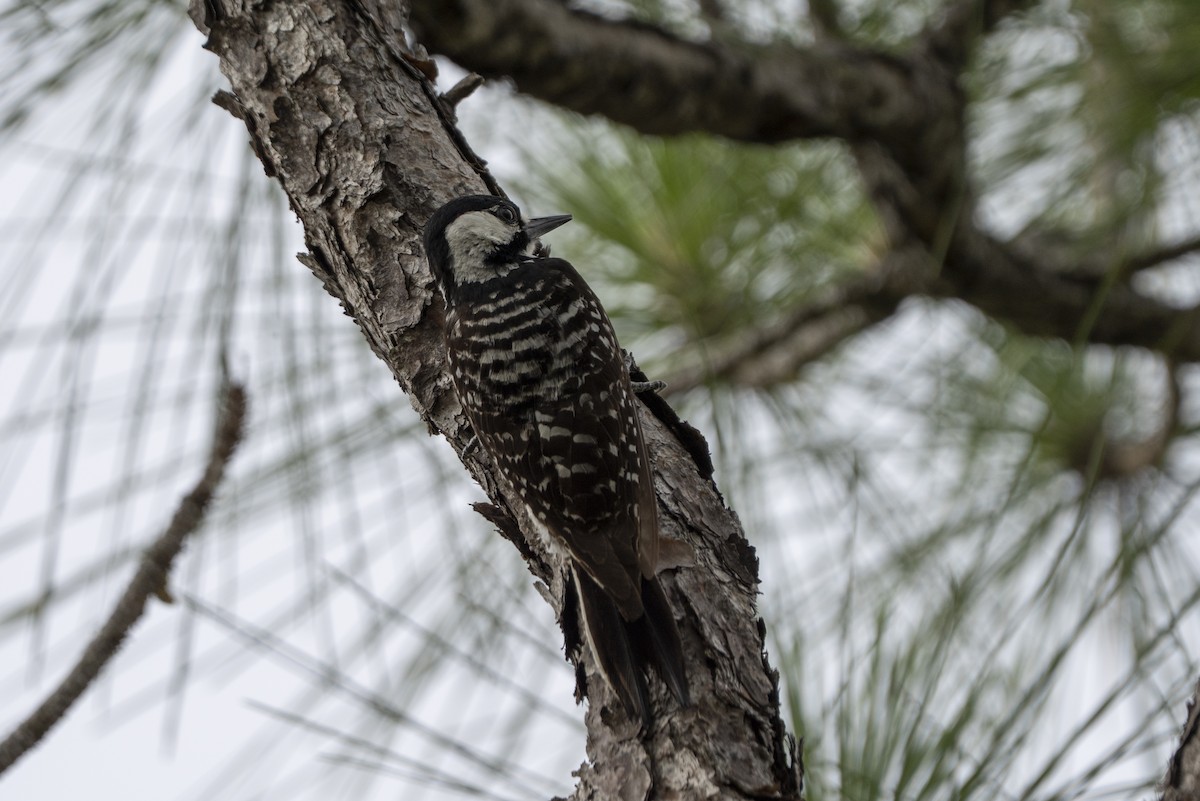 Red-cockaded Woodpecker - ML637204216