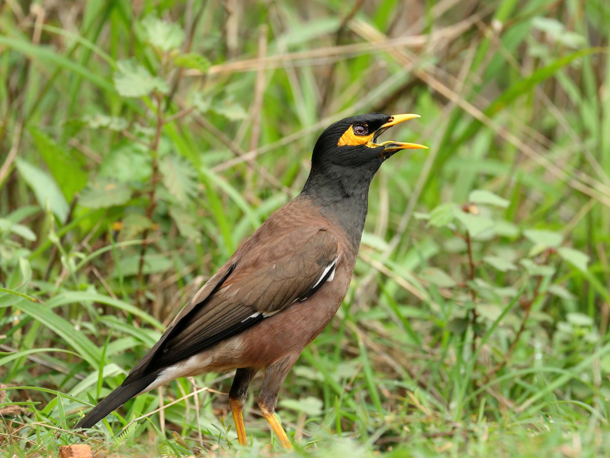 Common Myna - ML637204238