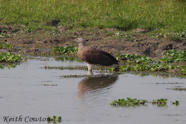 Pallas's Fish-Eagle - ML637204251