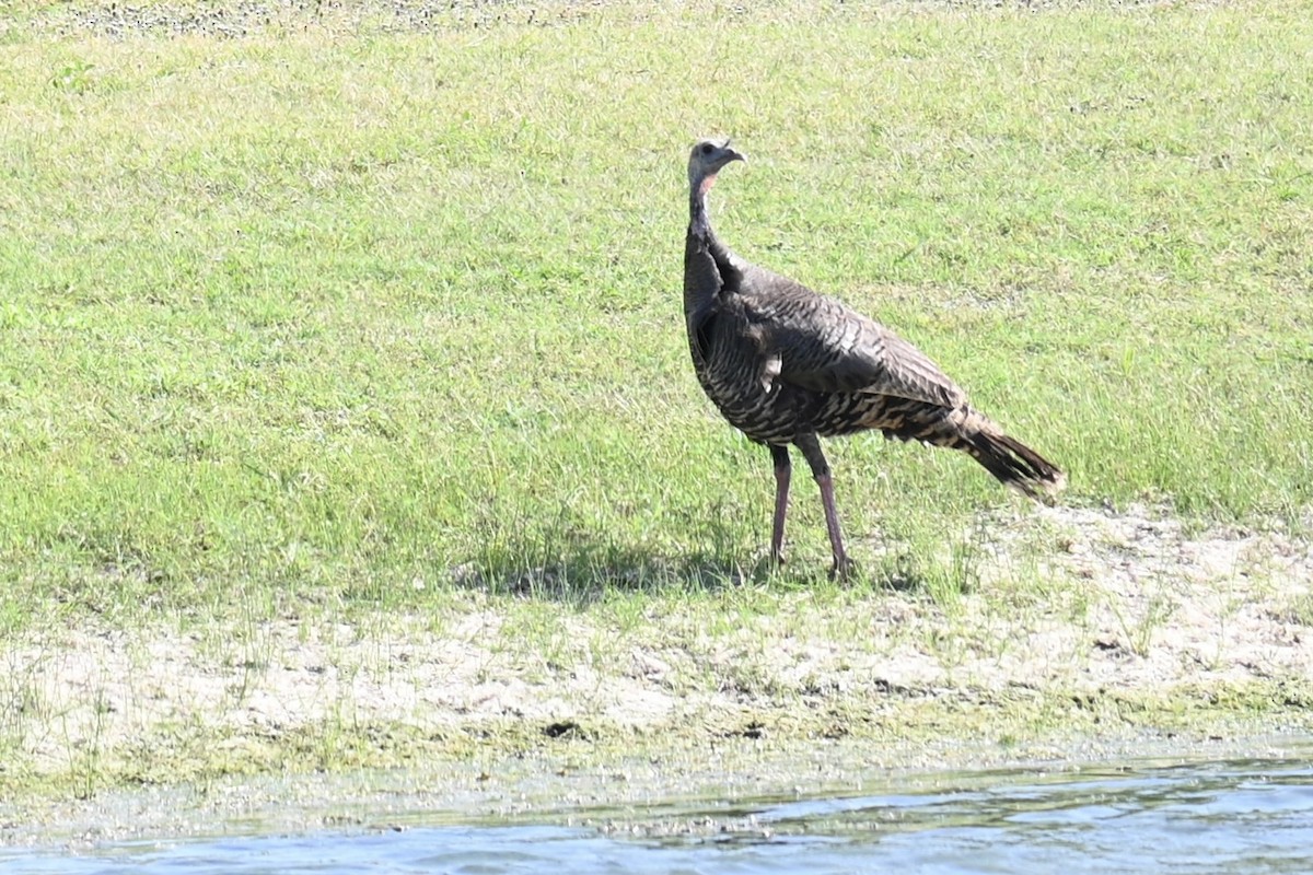 Truthuhn - ML637204261