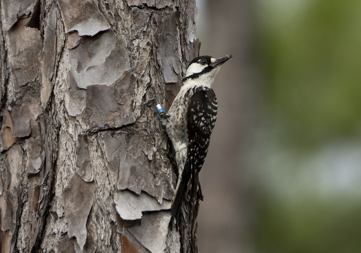 Red-cockaded Woodpecker - ML637204263