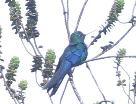 Great Sapphirewing - ML637204276