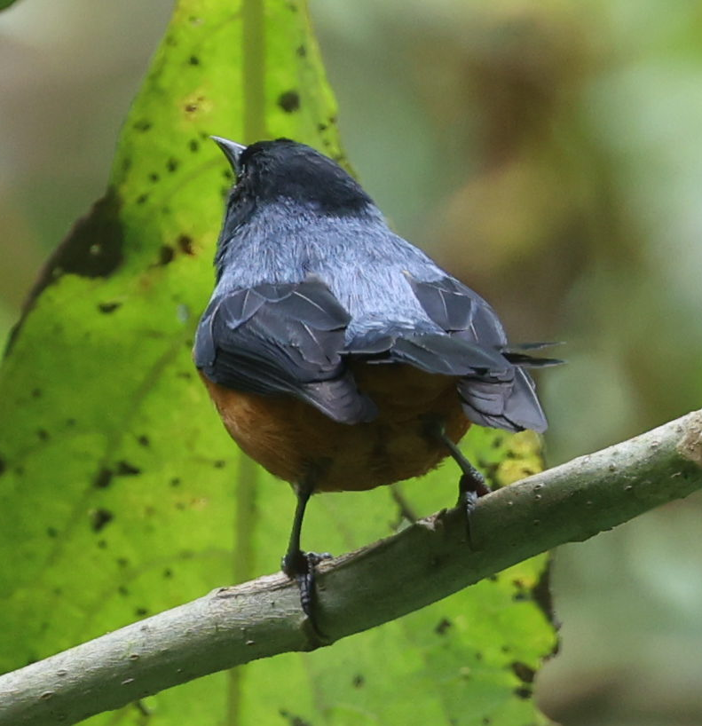 Blue-backed Conebill - ML637204365
