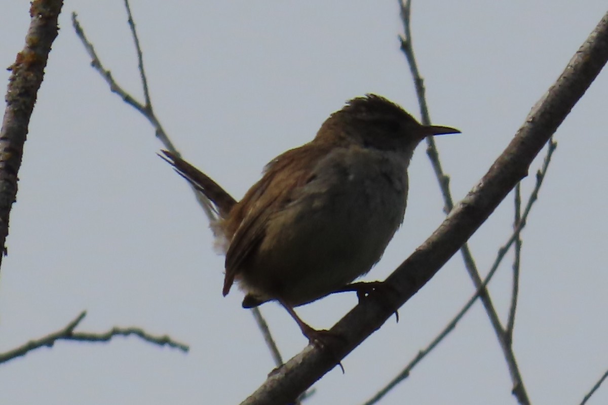 Bewick's Wren - ML637204411