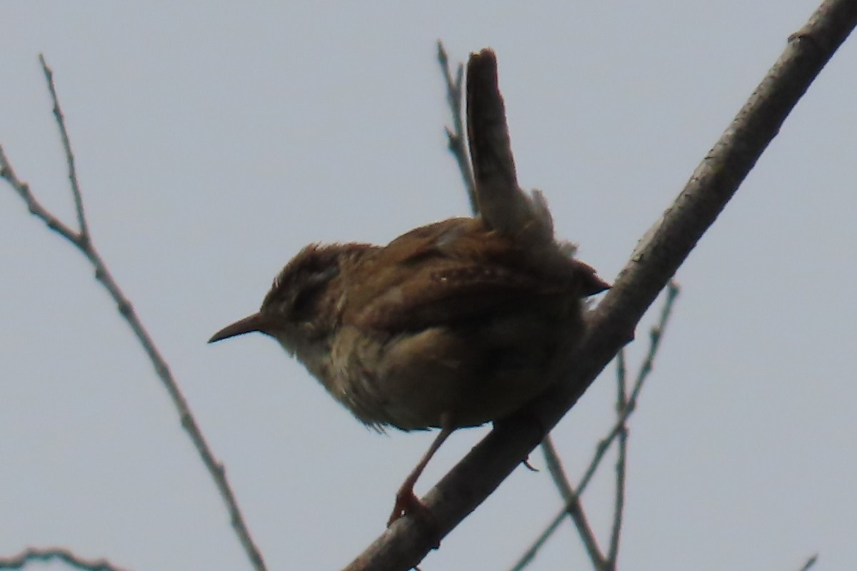 Bewick's Wren - ML637204412