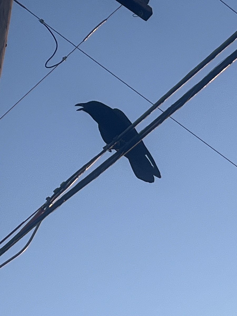 Common Raven - ML637204430