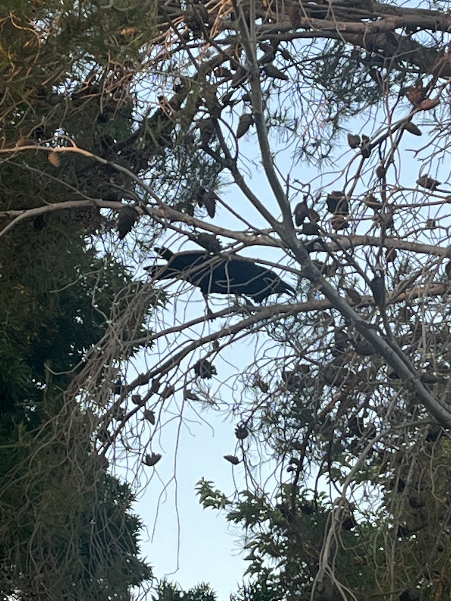 Common Raven - ML637204431