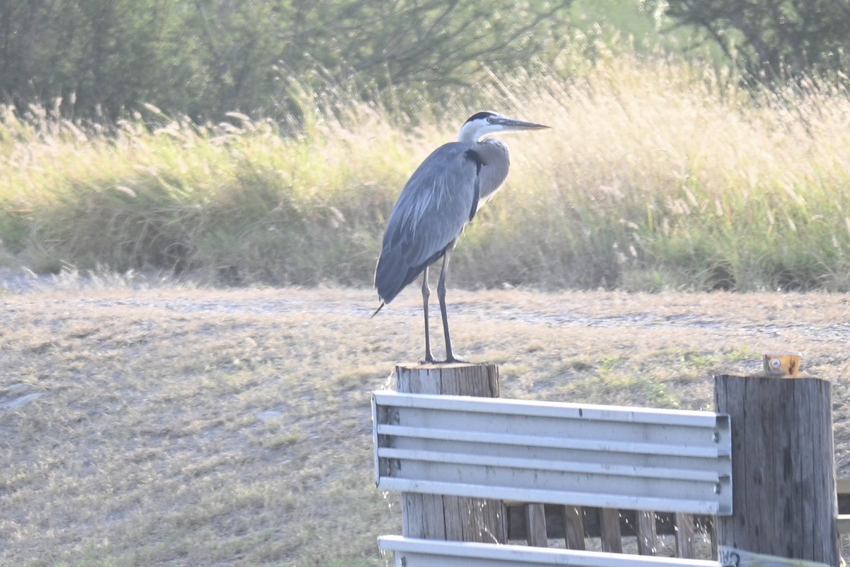 Kanadareiher - ML637204459