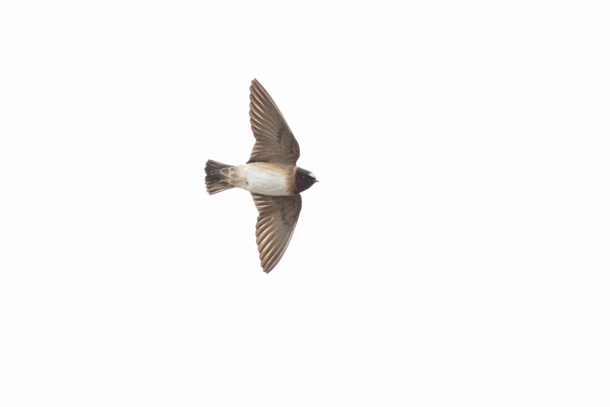Cliff Swallow - ML637204466