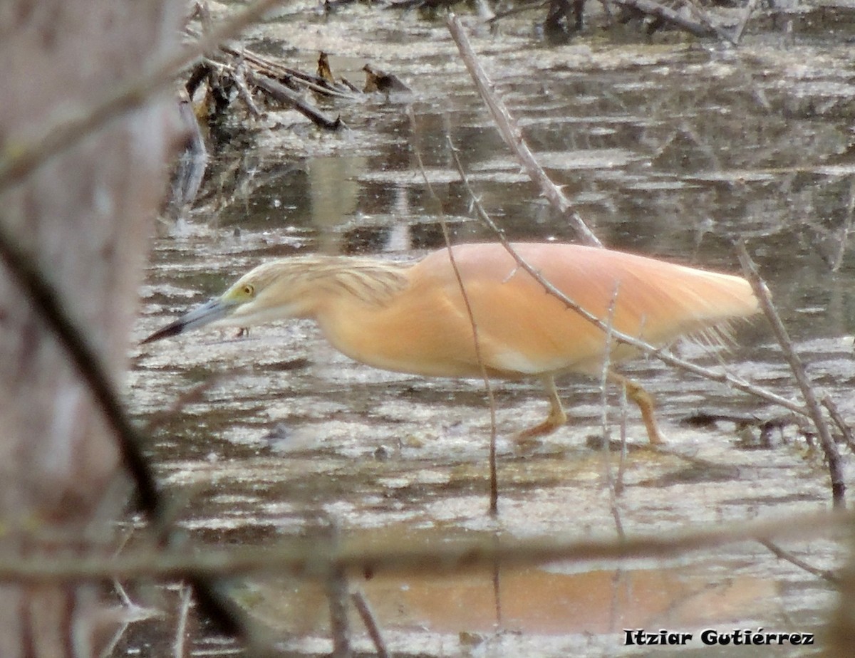 Squacco Heron - ML637204471