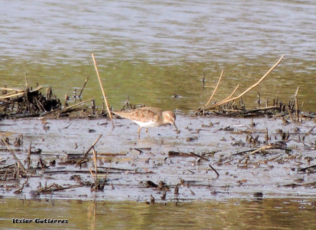 Temminck's Stint - ML637204491