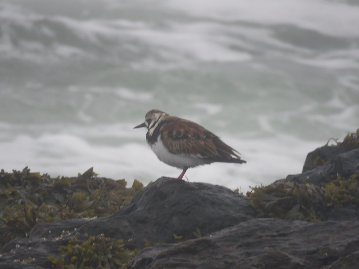 Ruddy Turnstone - ML637204492