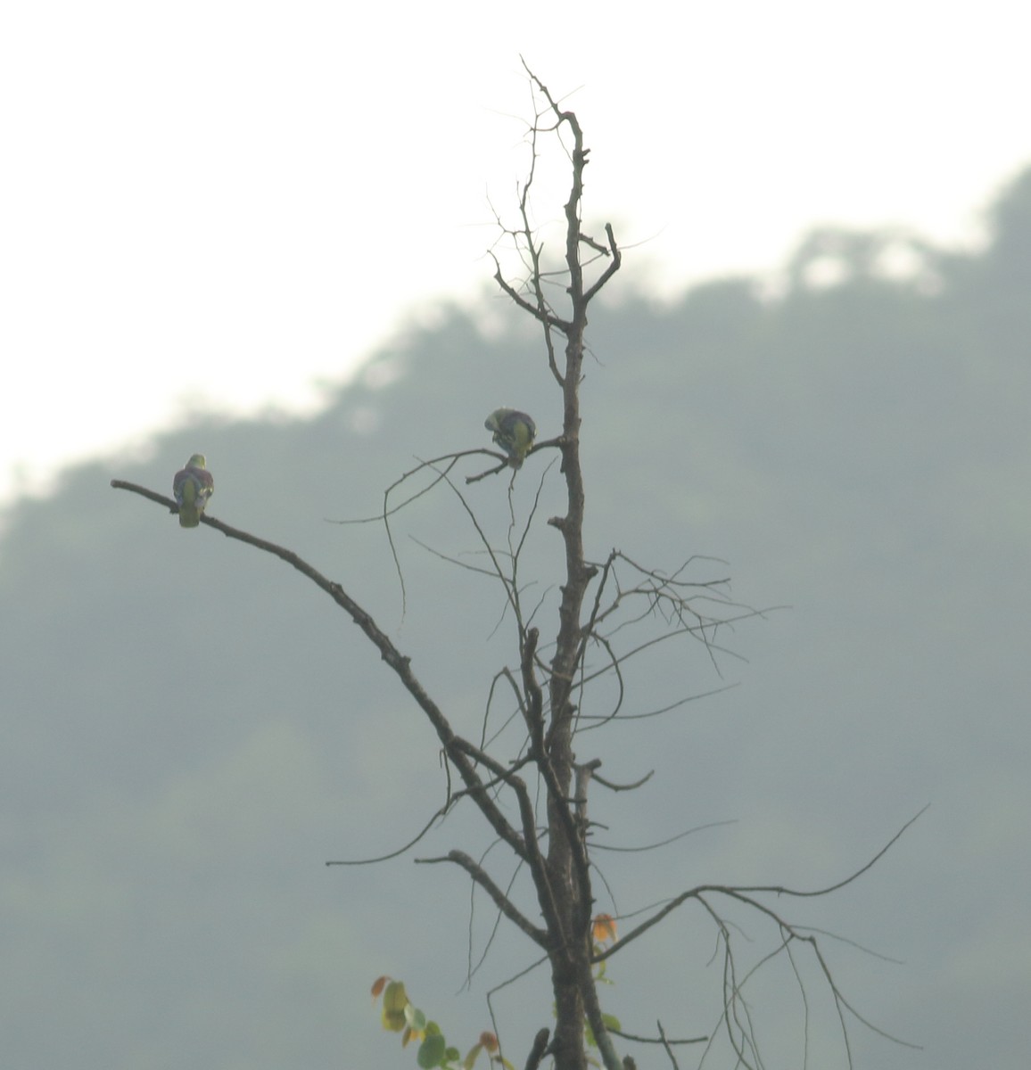 Gray-fronted Green-Pigeon - ML637204506