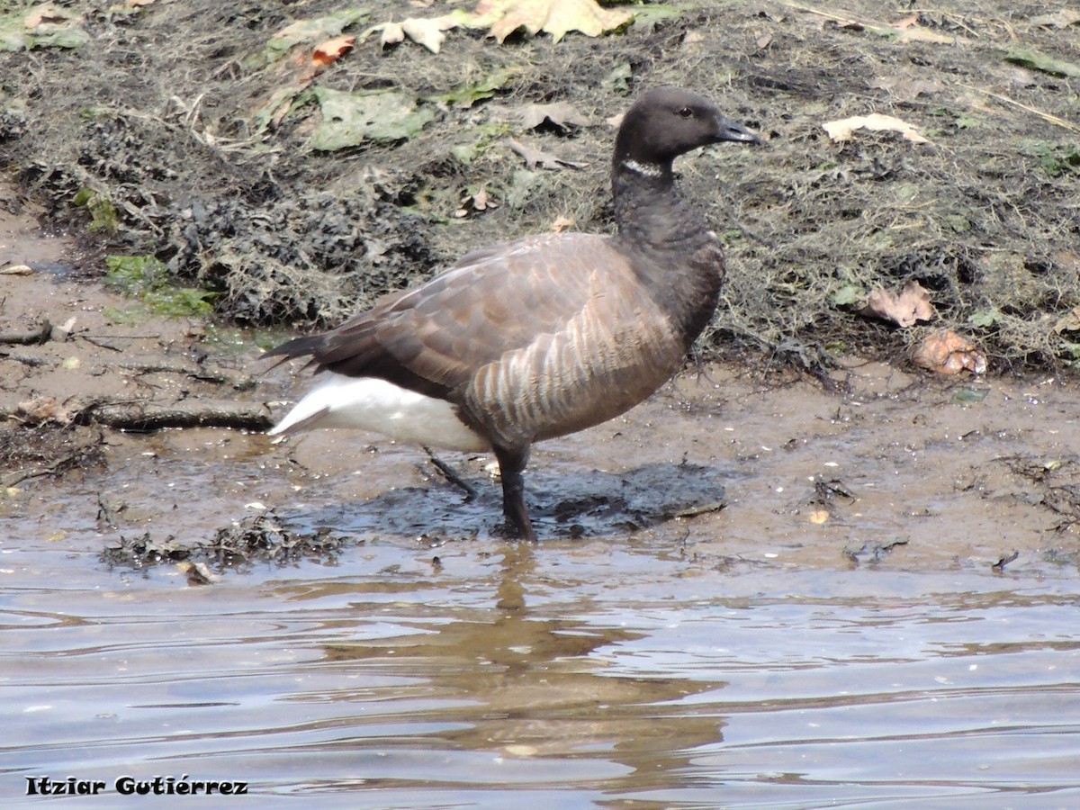 Brant - ML637204517