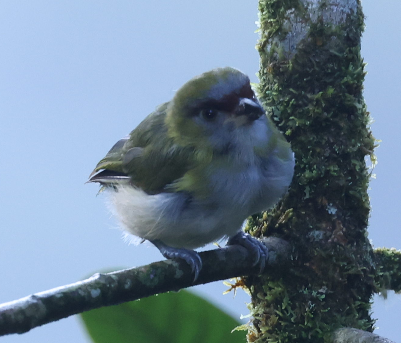 Black-billed Peppershrike - ML637204537