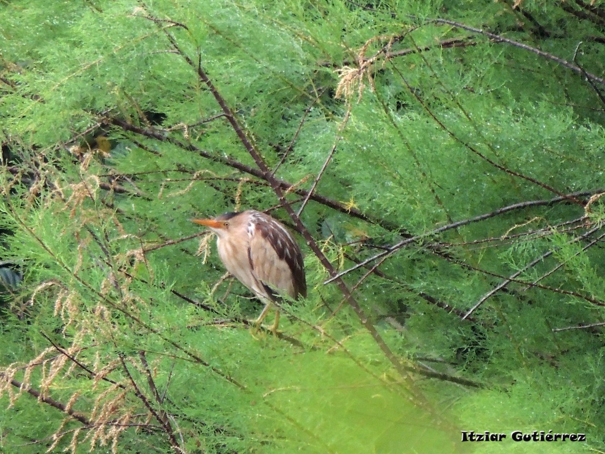 Little Bittern - ML637204548