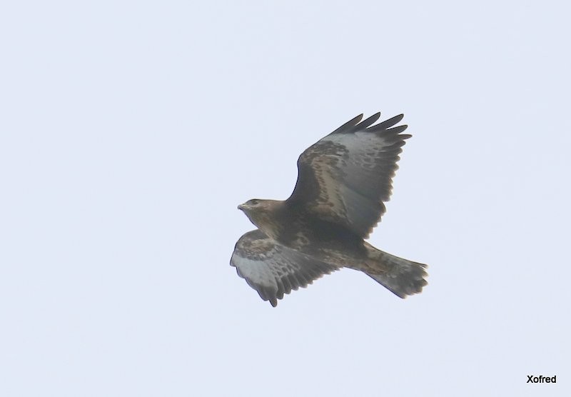 Common Buzzard (Azores) - ML637204574