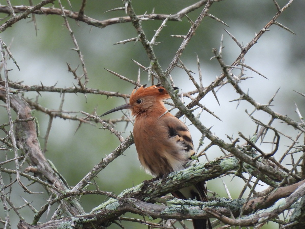Eurasian Hoopoe (African) - ML637204578