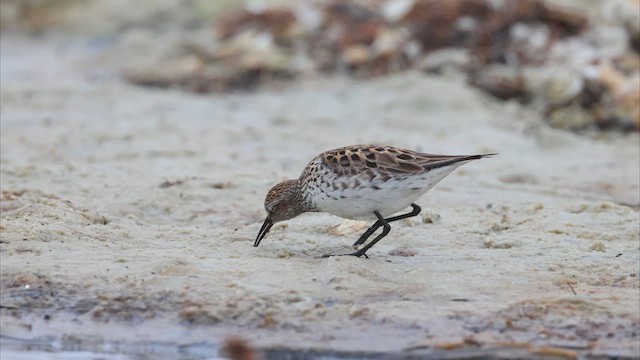White-rumped Sandpiper - ML637204584