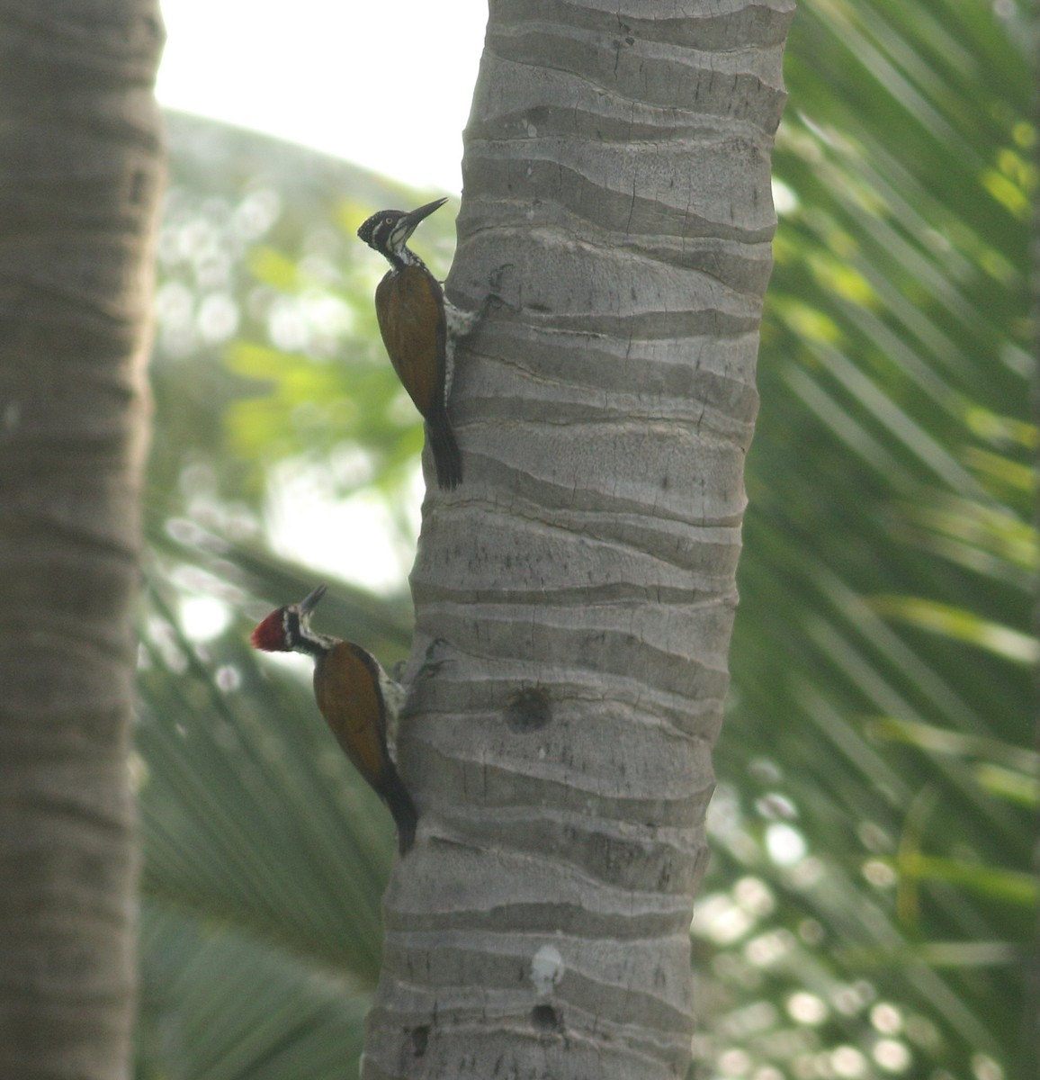 Malabar Flameback - ML637204595