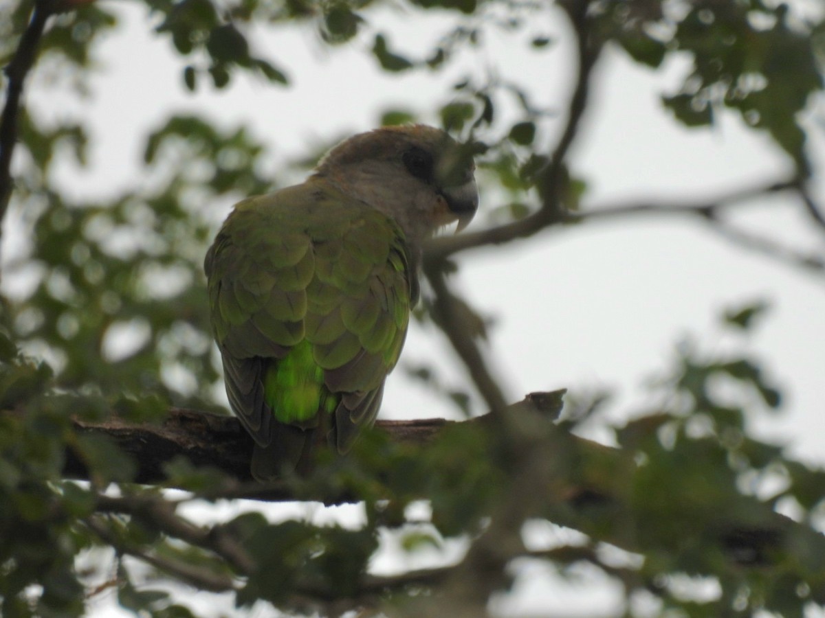 Brown-headed Parrot - ML637204601