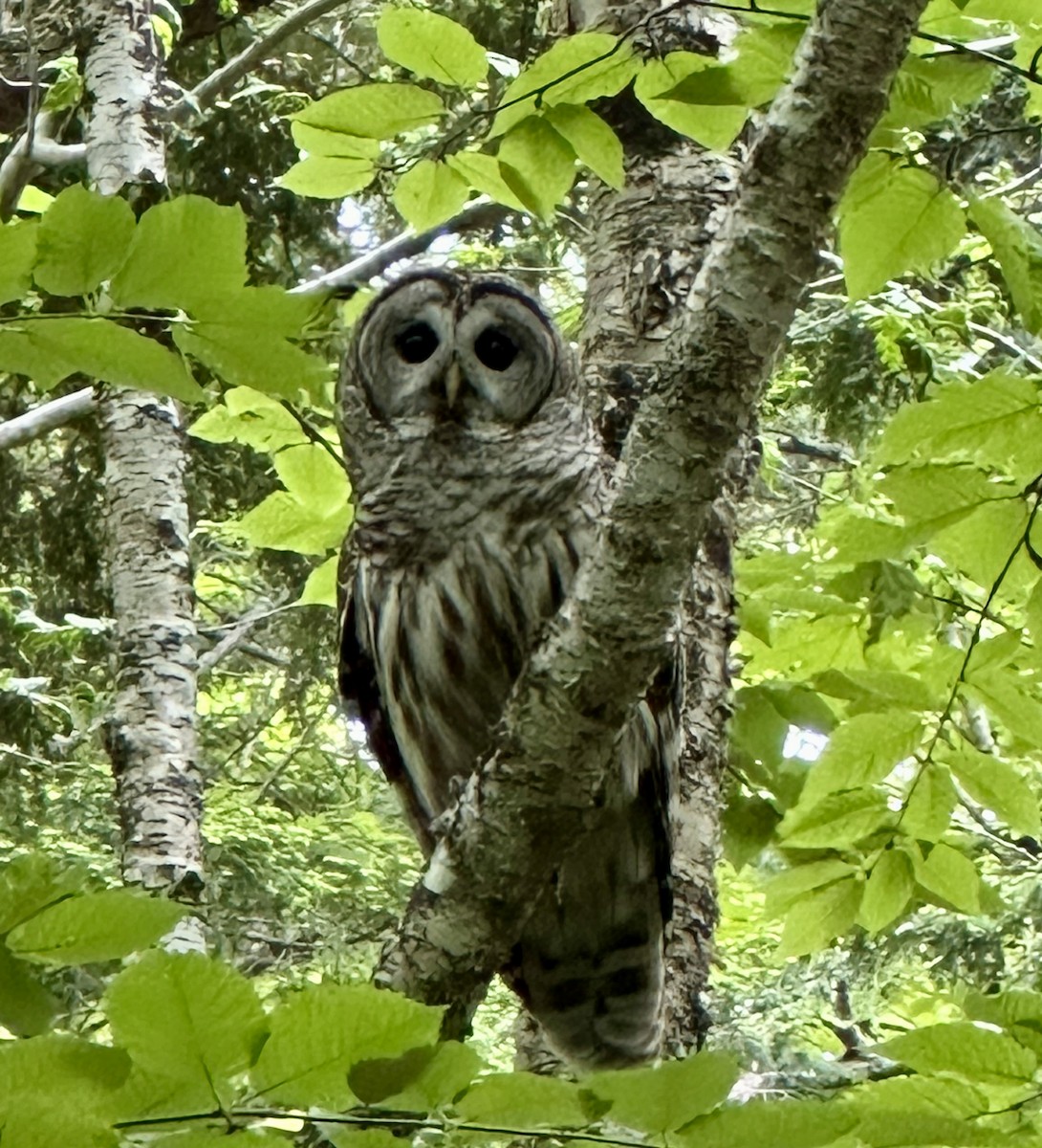 Barred Owl - ML637204641