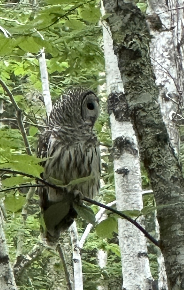 Barred Owl - ML637204646