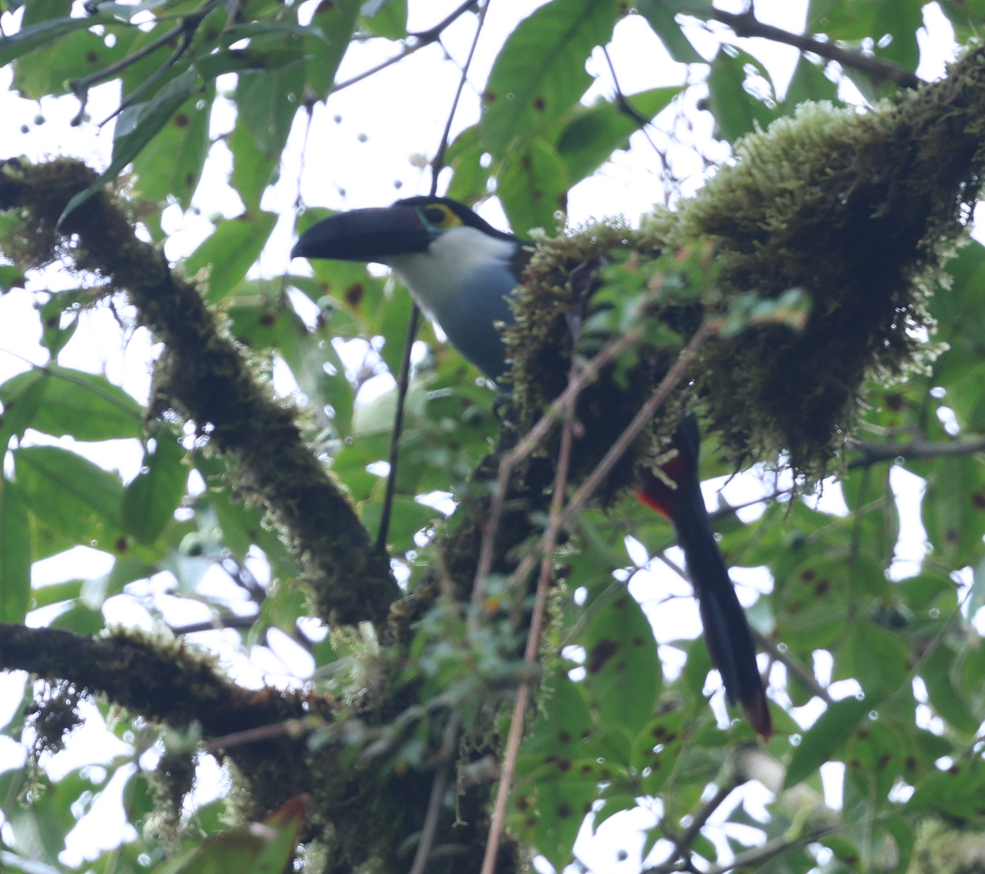 Black-billed Mountain-Toucan - ML637204691