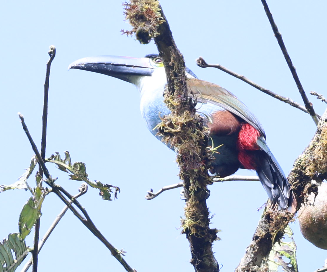 Black-billed Mountain-Toucan - ML637204692