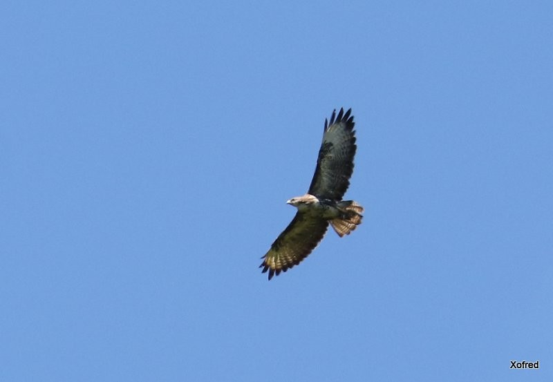 Common Buzzard (Azores) - ML637204702