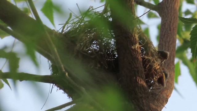 Black Drongo - ML637204703