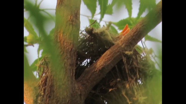 Black Drongo - ML637204704