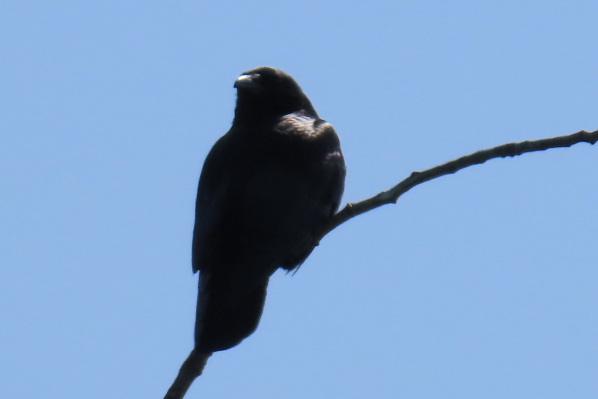 American Crow - ML637204782