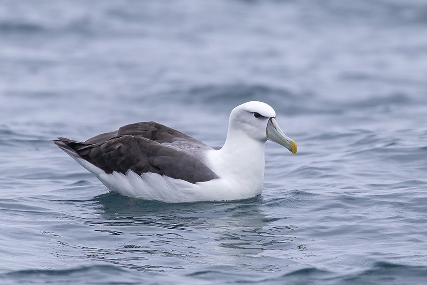 White-capped Albatross - ML637204794
