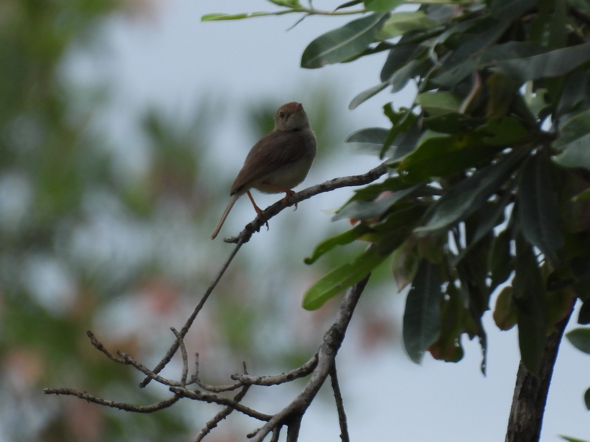 Piping Cisticola - ML637204915