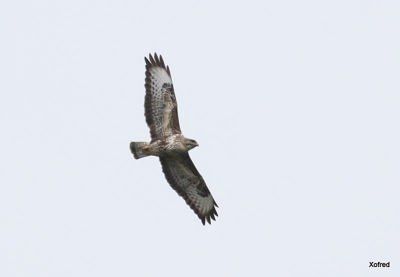 Common Buzzard (Azores) - ML637204917