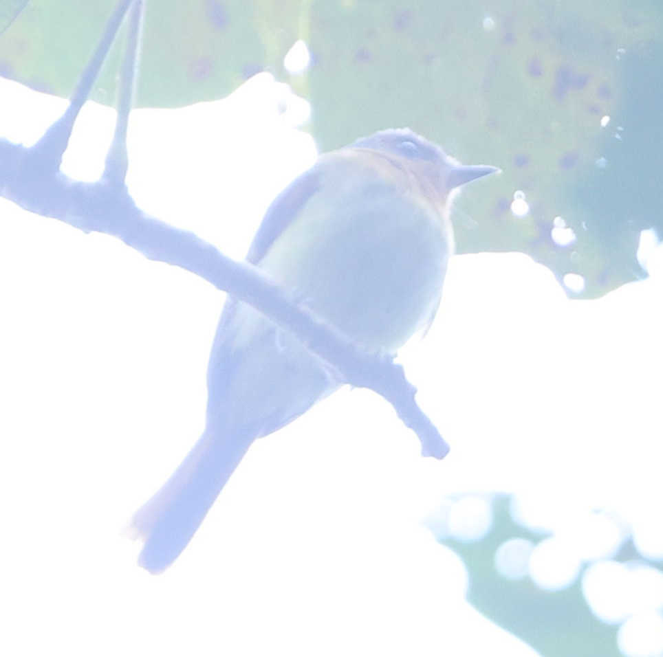 Handsome Flycatcher - ML637204925