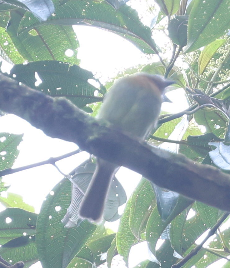 Handsome Flycatcher - ML637204926