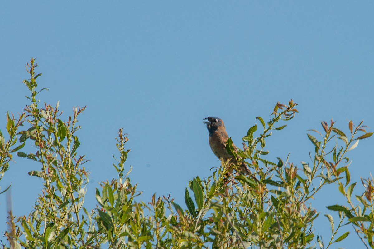 Blue Grosbeak - ML637205052