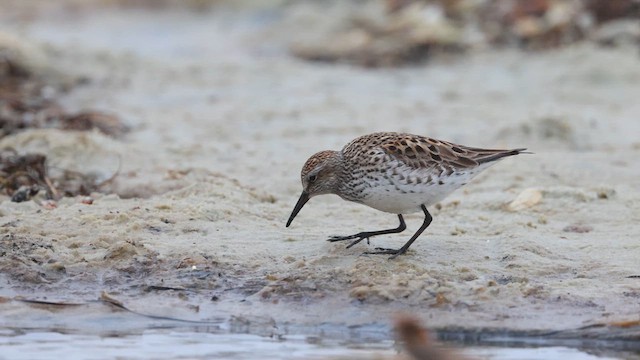 White-rumped Sandpiper - ML637205083