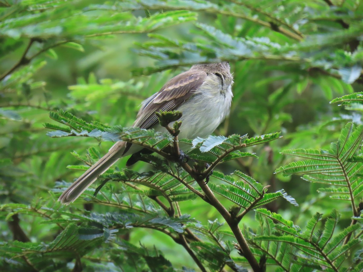 Mouse-colored Tyrannulet (Northern) - ML637205088